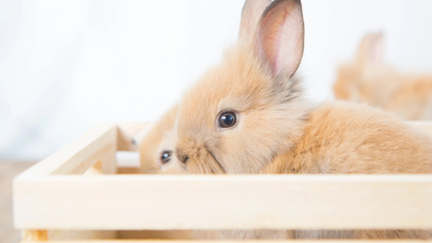 Battle Dust Bunnies for Clean Spaces